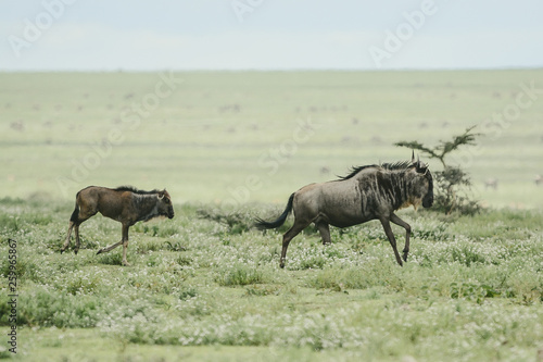 Wildebeest big migration in Ngorongoro in April