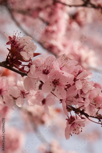 Cherry Tree Blossoms