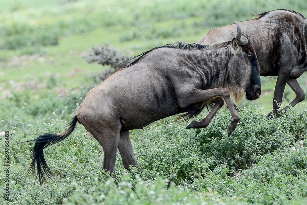 Fototapeta premium Wildebeest big migration in Ngorongoro in April