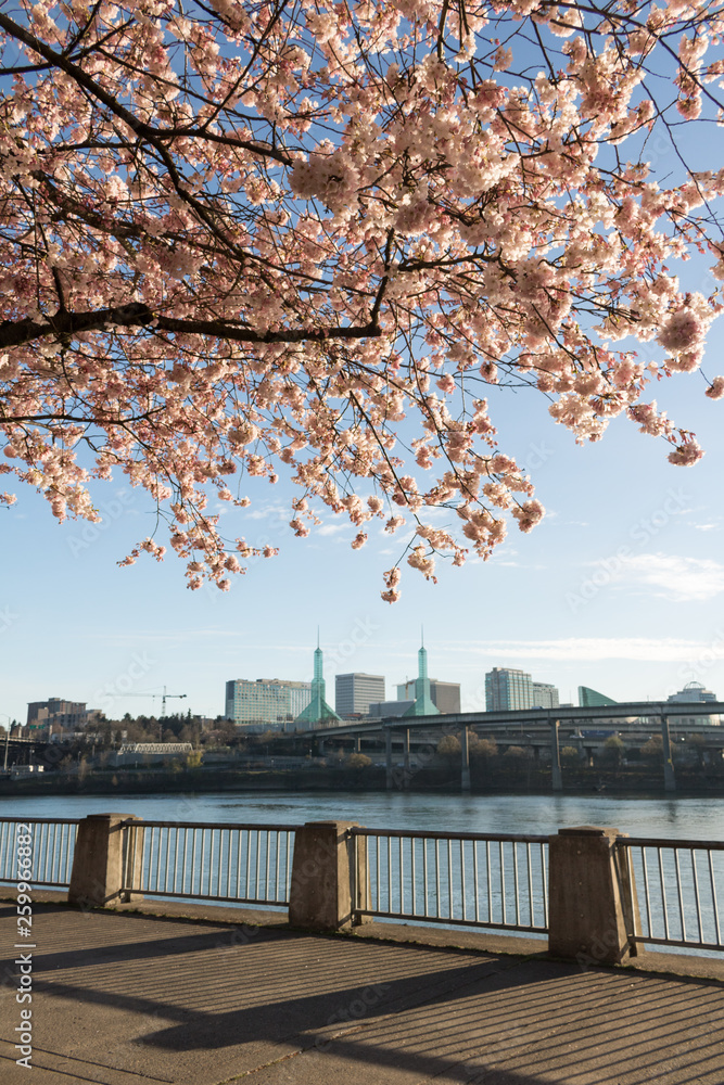 Pink cherry blossoms on the Portland Waterfront, with Portland Convention Center in background