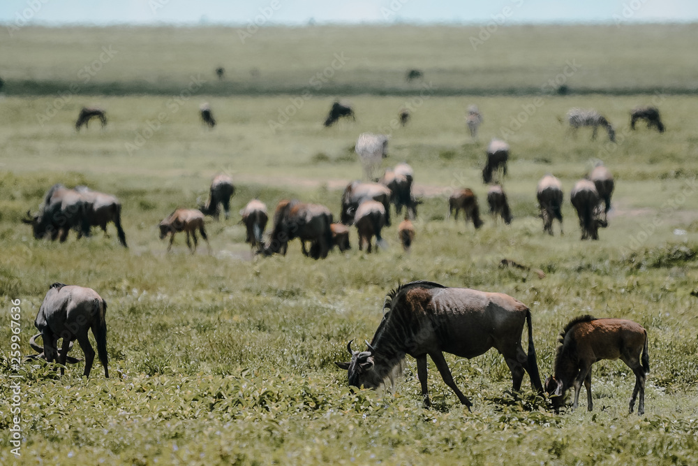 Wildebeest big migration in Ngorongoro in April Wildebeest big migration in Ngorongoro in April