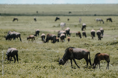 Fototapeta Naklejka Na Ścianę i Meble -  Wildebeest big migration in Ngorongoro in April