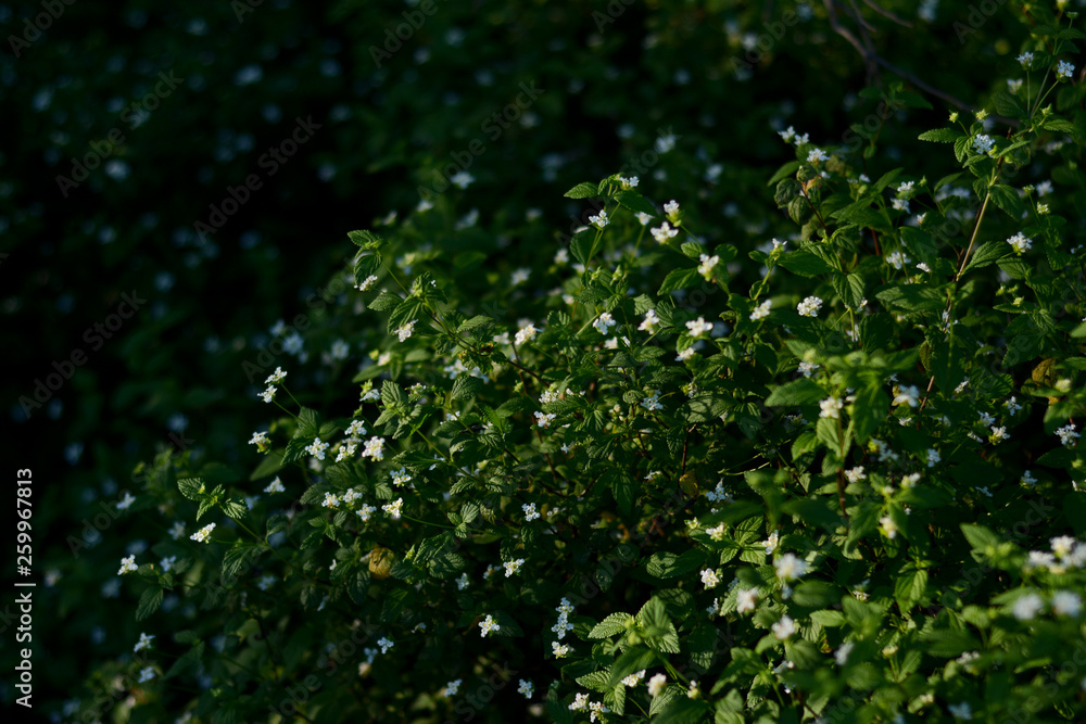green, plant, nature, leaf, texture, grass, leaves, foliage, garden, abstract, pattern, ivy, wall, spring, natural, hedge, summer, growth, field, bush, flora, tree, fresh, color, lawn green, plant, nature, leaf, texture, grass, leaves, foliage, garden, abstract, pattern, ivy, wall, spring, natural, hedge, summer, growth, field, bush, flora, tree, fresh, color, lawn