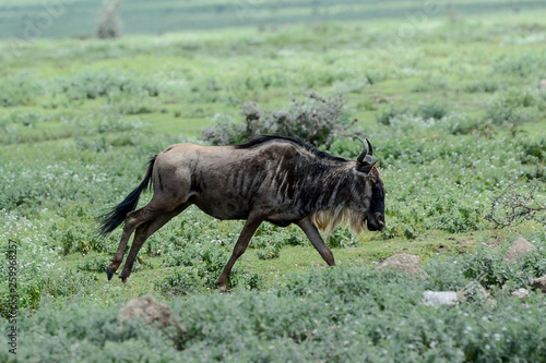 Wildebeest big migration in Ngorongoro in April