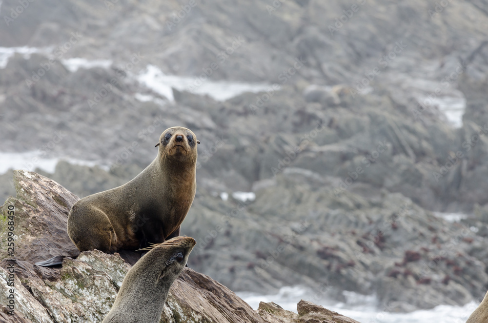 Fototapeta premium New Zealand fur seals, or kekeno, on the rocks on Chatham Islands, New Zealand. 