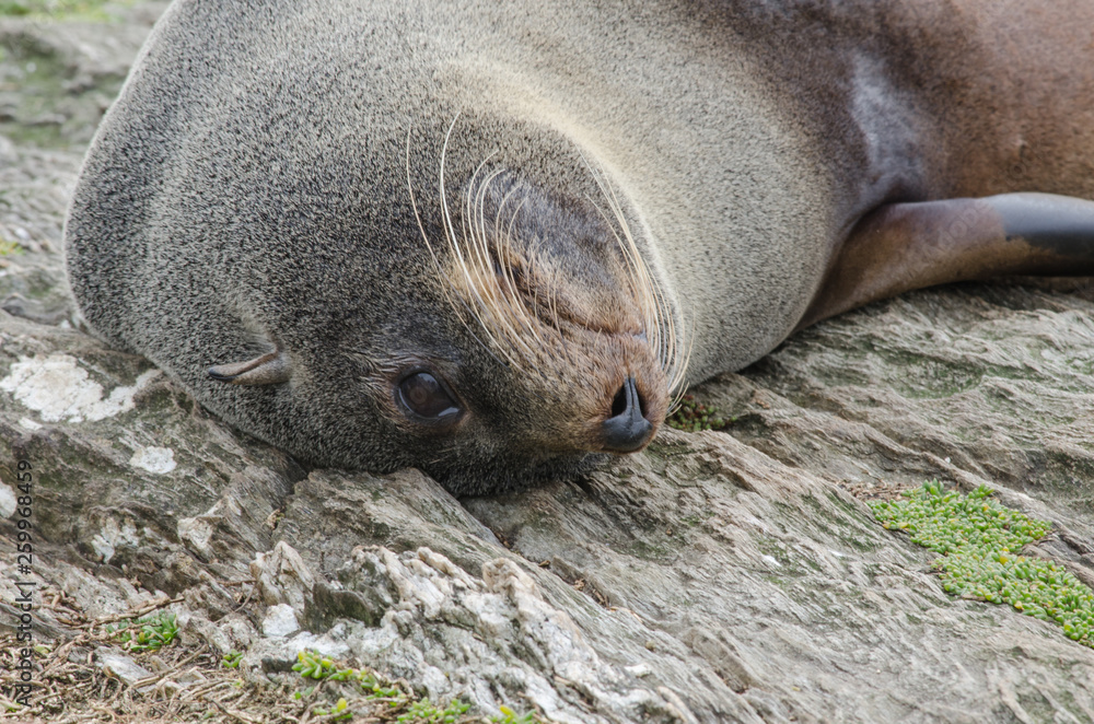 Closeup of the head of a female New Zealand fur seal, or kekeno, resting on the rocks on Chatham Islands, New Zealand. Closeup of the head of a female New Zealand fur seal, or kekeno, resting on the rocks on Chatham Islands, New Zealand.