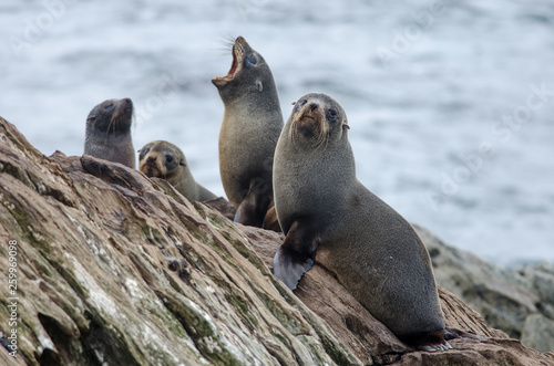 A group of New Zealand fur seals, or kekeno, socialising on the rocks on Chatham Islands, New Zealand. 