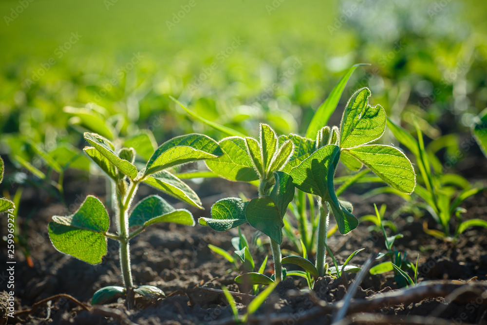 Glycine max, soybean, soya bean sprout growing soybeans on an industrial scale. Products for vegetarians. Agricultural soy plantation on sunny day. Glycine max, soybean, soya bean sprout growing soybeans on an industrial scale. Products for vegetarians. Agricultural soy plantation on sunny day.