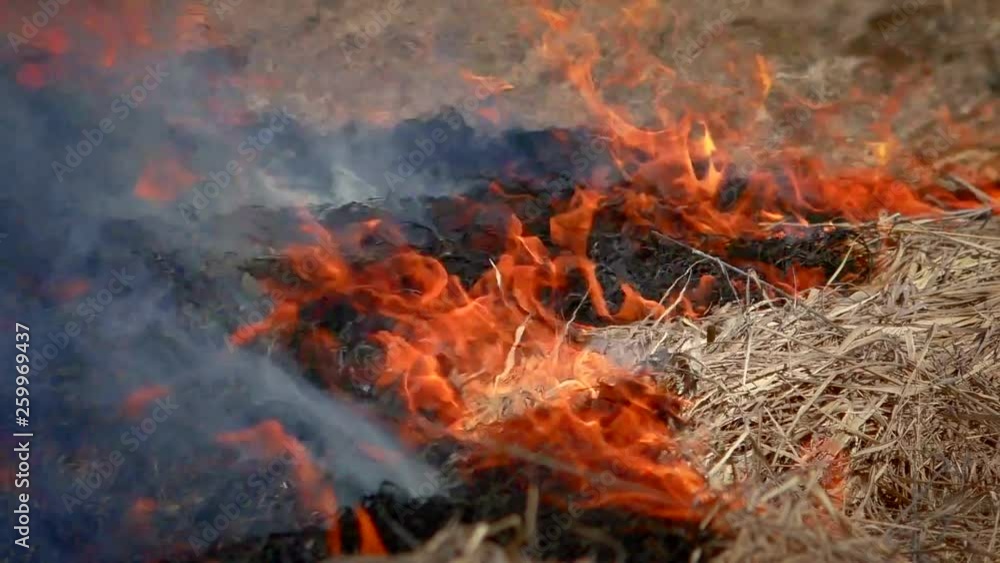 Fire in the forest nature. Flames devouring the grass and wood. Fire in the forest nature. Flames devouring the grass and wood.
