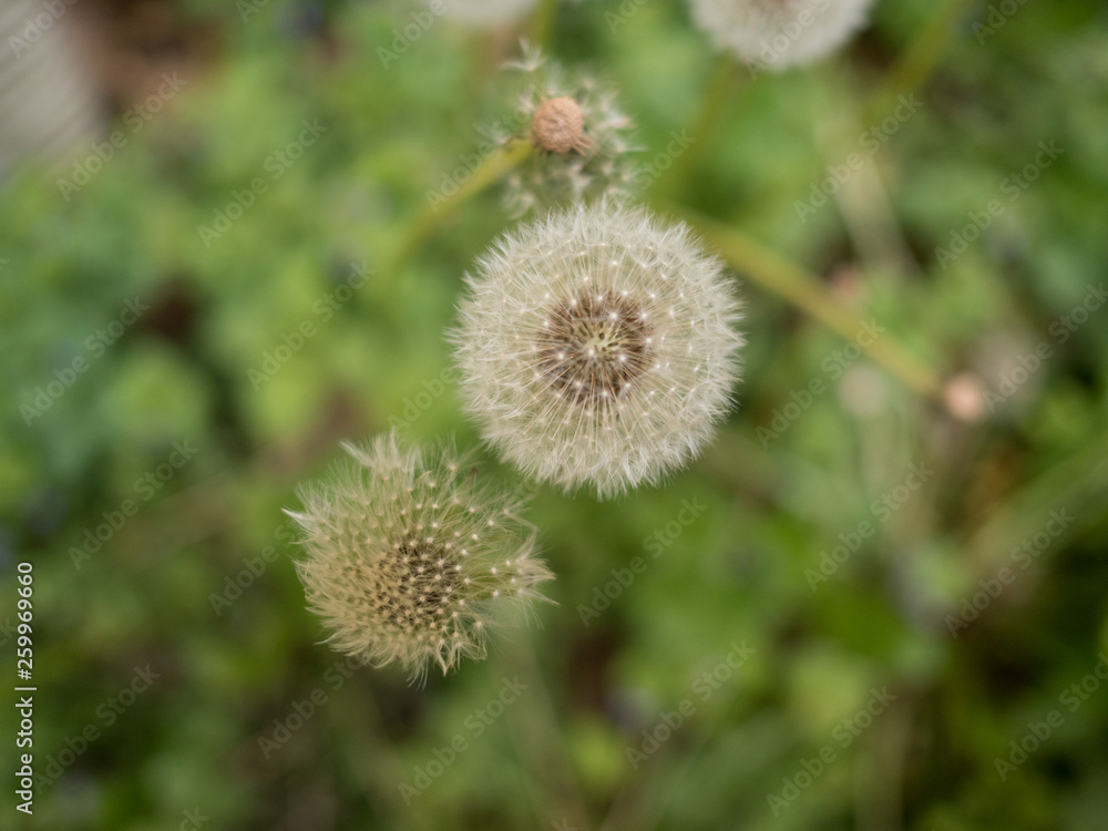 close view of dandelion head close view of dandelion head