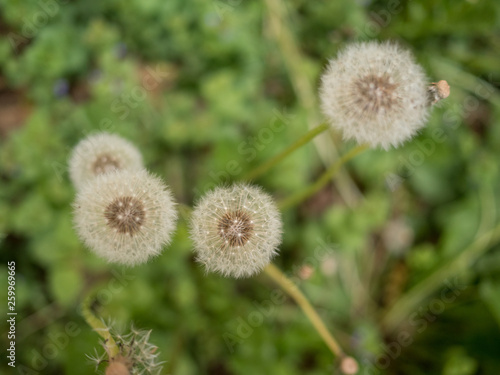 close view of dandelion heads