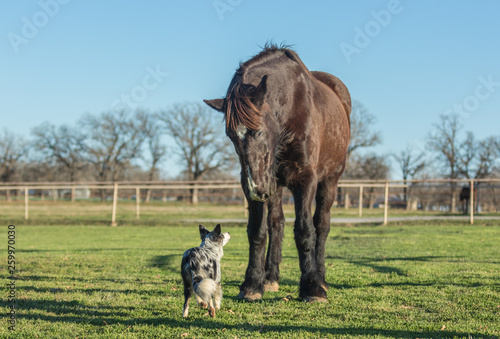 Percheron horse and Border Collie dog photo