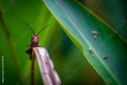 bug on leaf