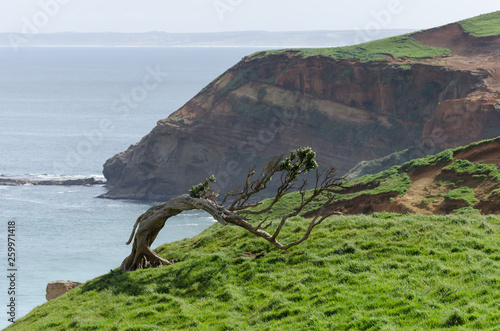 Quadro su tela Windswept tree permanently bent by the prevailing winds on a grassy hilltop in the Chatham Islands, New Zealand, with high, sandstone cliffs in the background