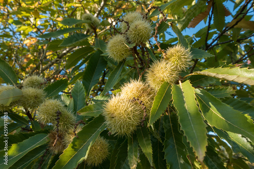 Chestnuts on plant