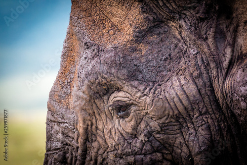 Elephant close up