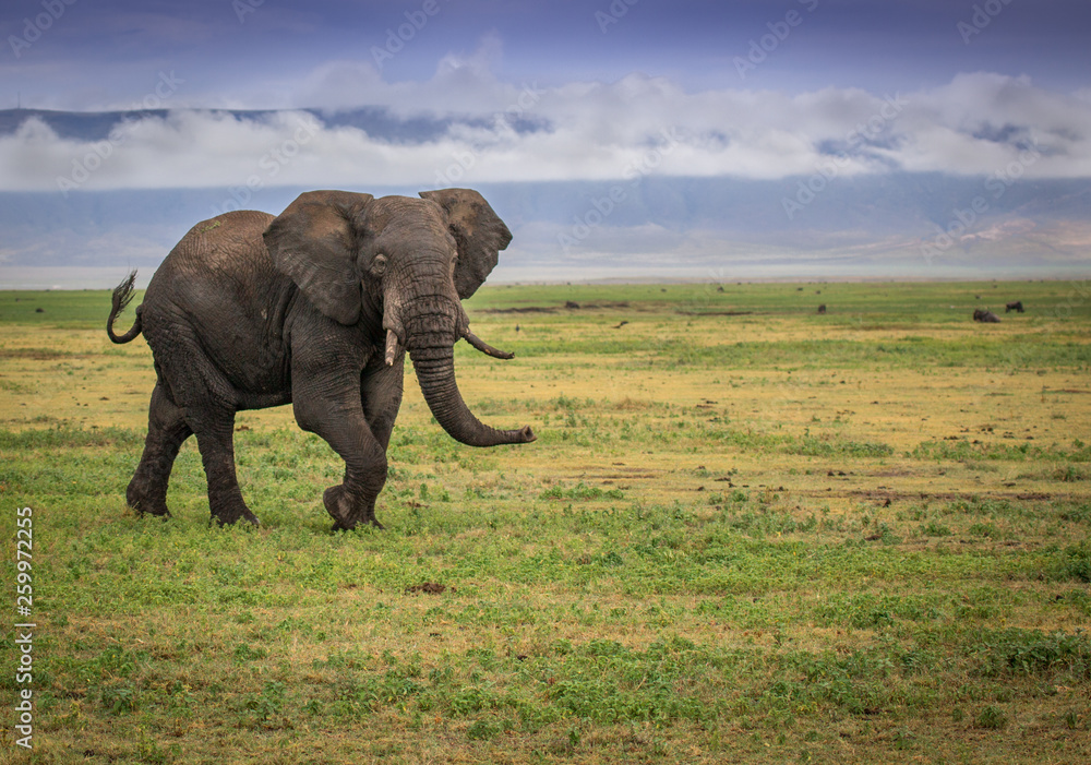 Fototapeta premium elephant in tanzania