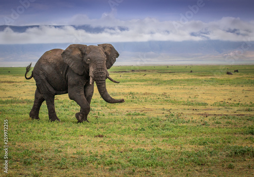 elephant in tanzania