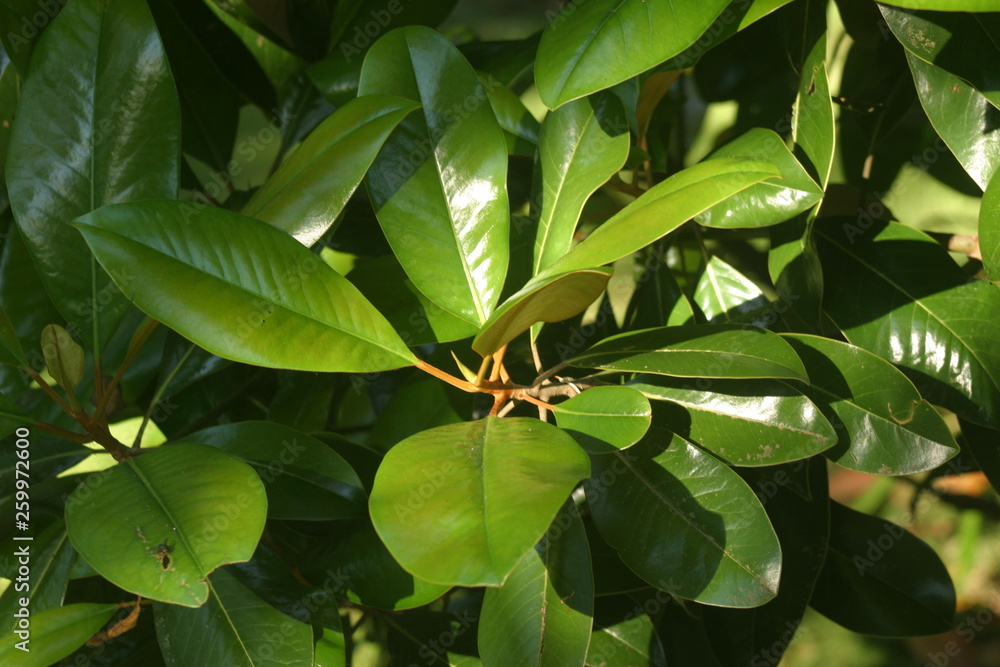 Magnolia grandiflora Magnolia grandiflora