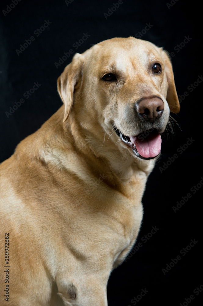 Labrador Retriever