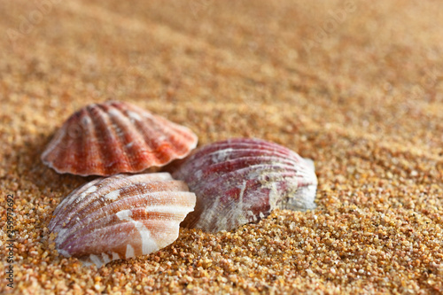 Seashell and Sand Close Up
