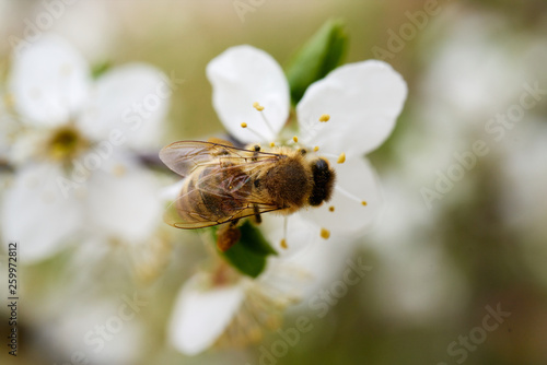 Kwitnące kwiaty wiosną zapylane przez pszczoły