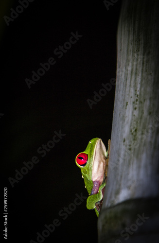 Red eyed frog 