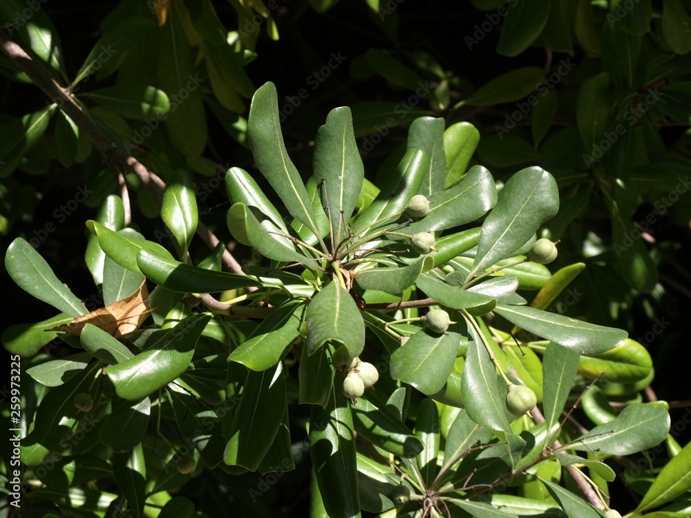 Pittosporum tobira Arbre des Hottentots Pittosporum tobira Arbre des Hottentots