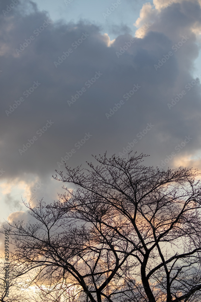 桜の木 夕暮れ 桜の木 夕暮れ
