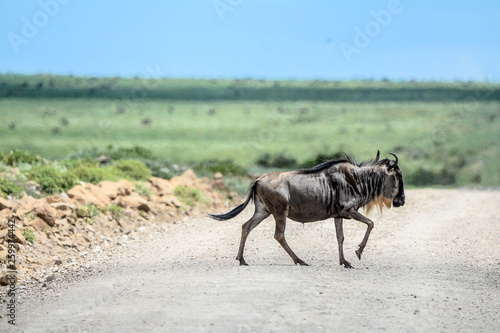 Big migratio nin Ngorongoro in Tanzania