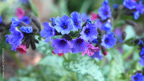 Beautiful pulmonaria flowers on green leaves background close up.