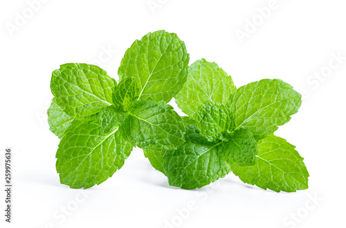 Fresh mint leaf close up on white background . full depth of field