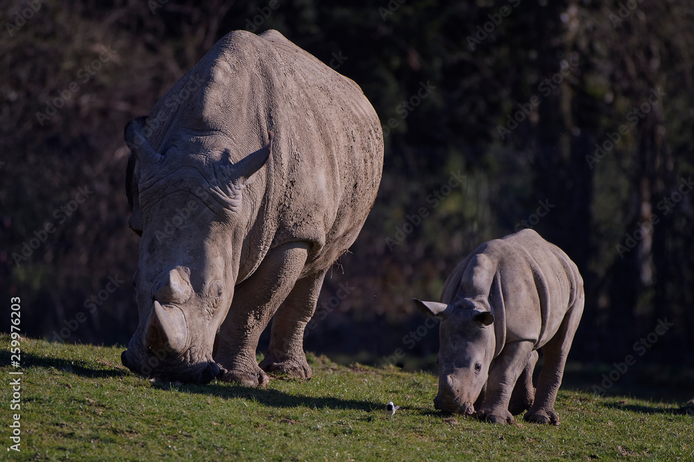 Fototapeta premium Rhinocéros