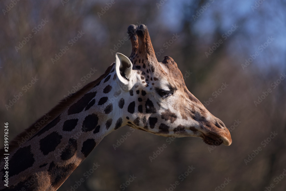 Obraz premium Girafe