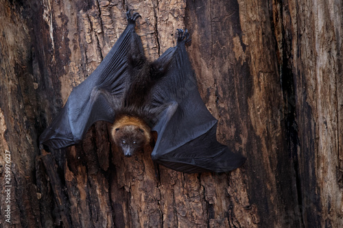 Chauve-souris