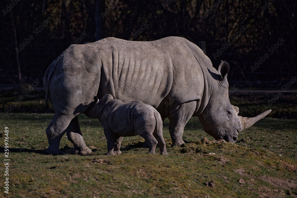 Obraz premium Rhinocéros