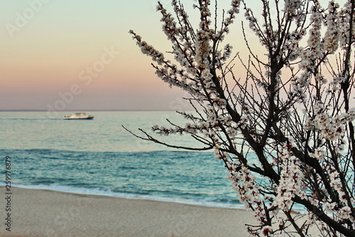 tree on the beach