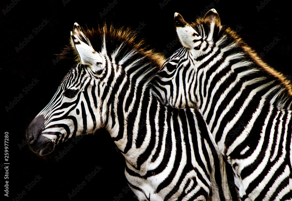 Fototapeta premium Two Zebras snuggling against a black background