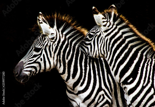 Two Zebras snuggling against a black background