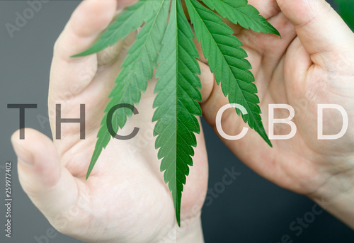 Cannabis leaf in hands with main cannabinoids text overlay, cbd vs. thc concept photo