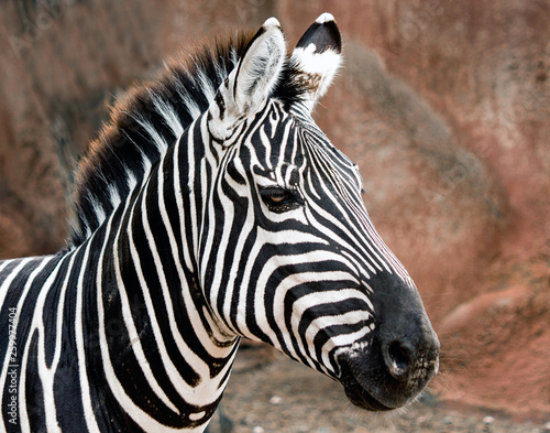 Closeup of a Grant's Zebra at the zoo
