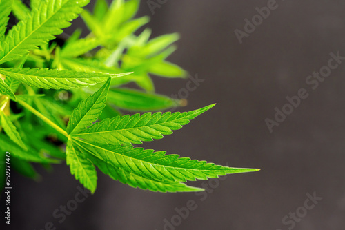 Cannabis plant against dark background with copy space