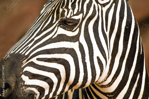 Closeup Portrait of a Grant s Zebra at the zoo