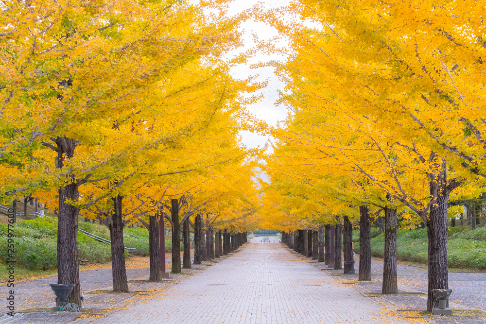 Naklejka premium Autumn leaves at Azuma Park, Fukushima Prefecture