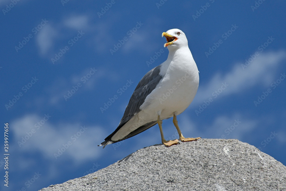 Fototapeta premium Goeland argenté