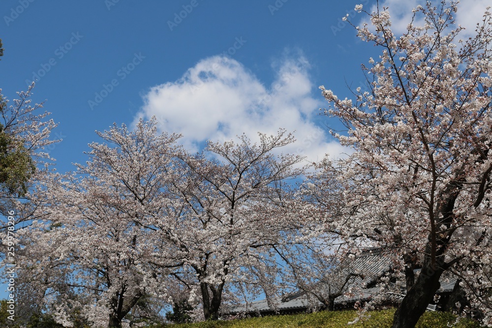 桜満開の春爛漫風景