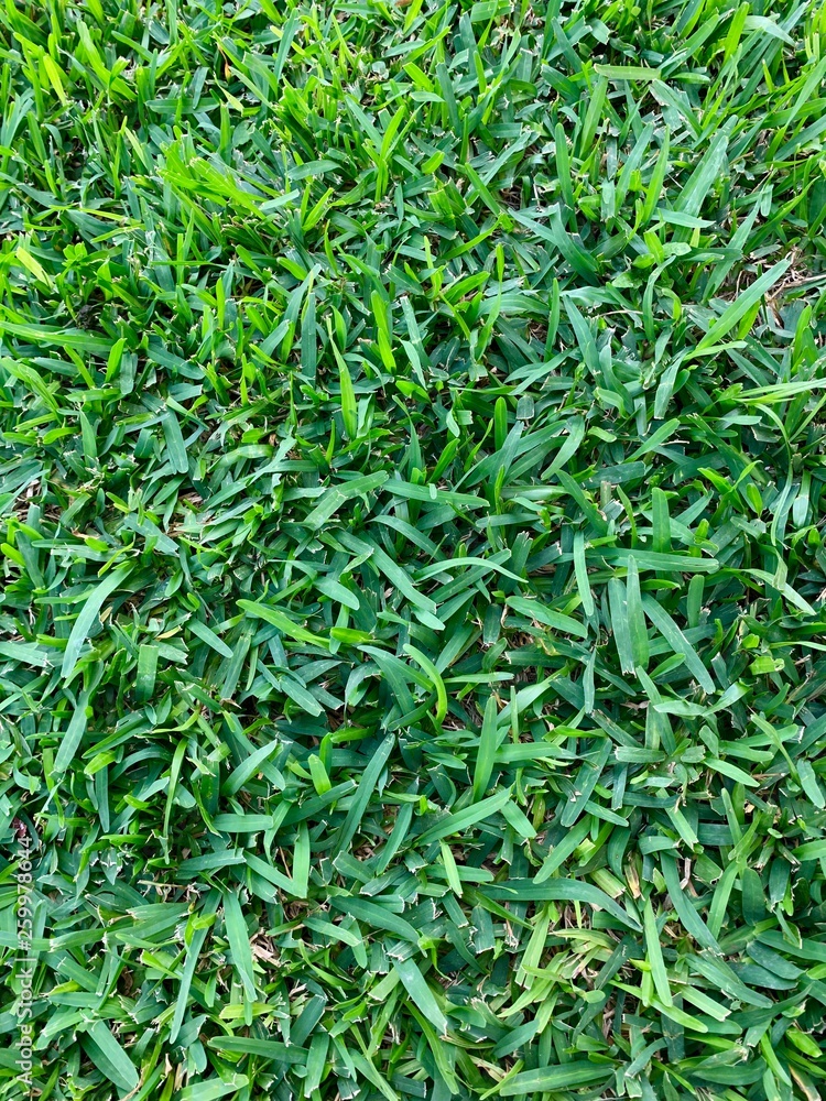 Fototapeta premium Fondo y textura de jardín 