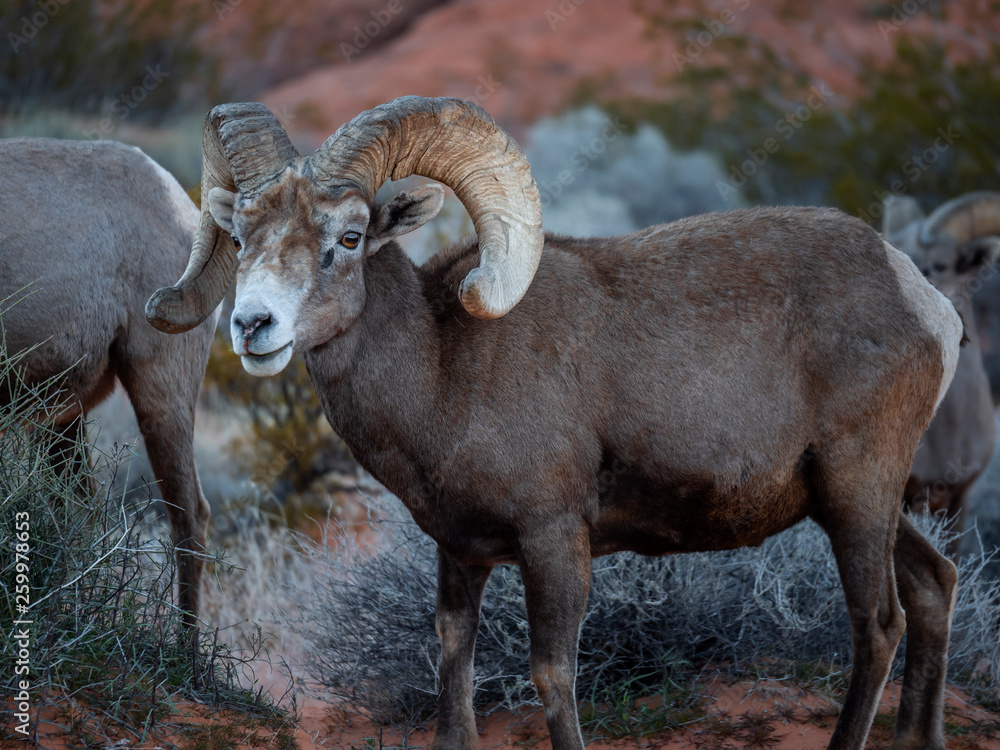 Fototapeta premium Desert Big Horn Sheep Looking at Camera
