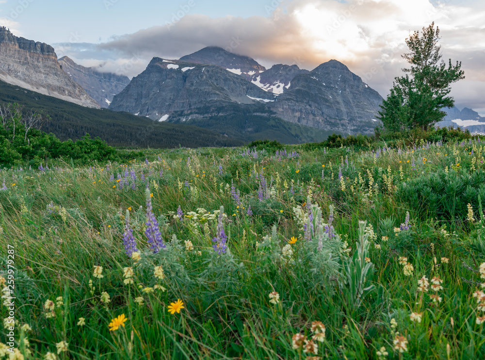 Lupine and Wildflowers in Field in front of mountains