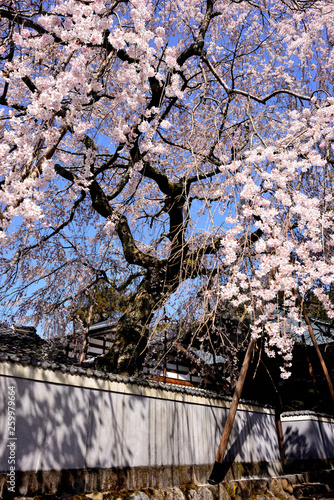 大正村　桜